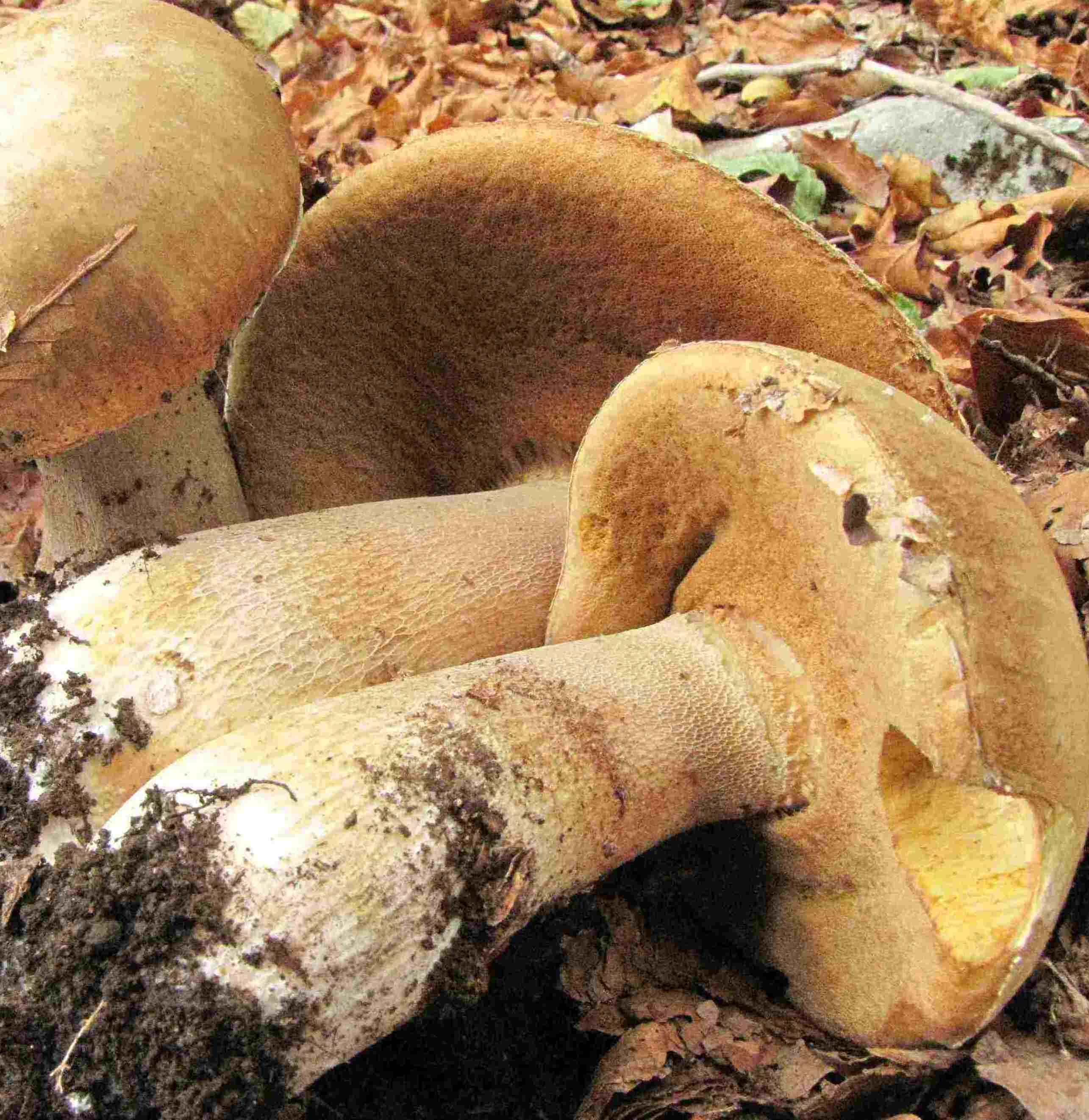 boletus e faggio